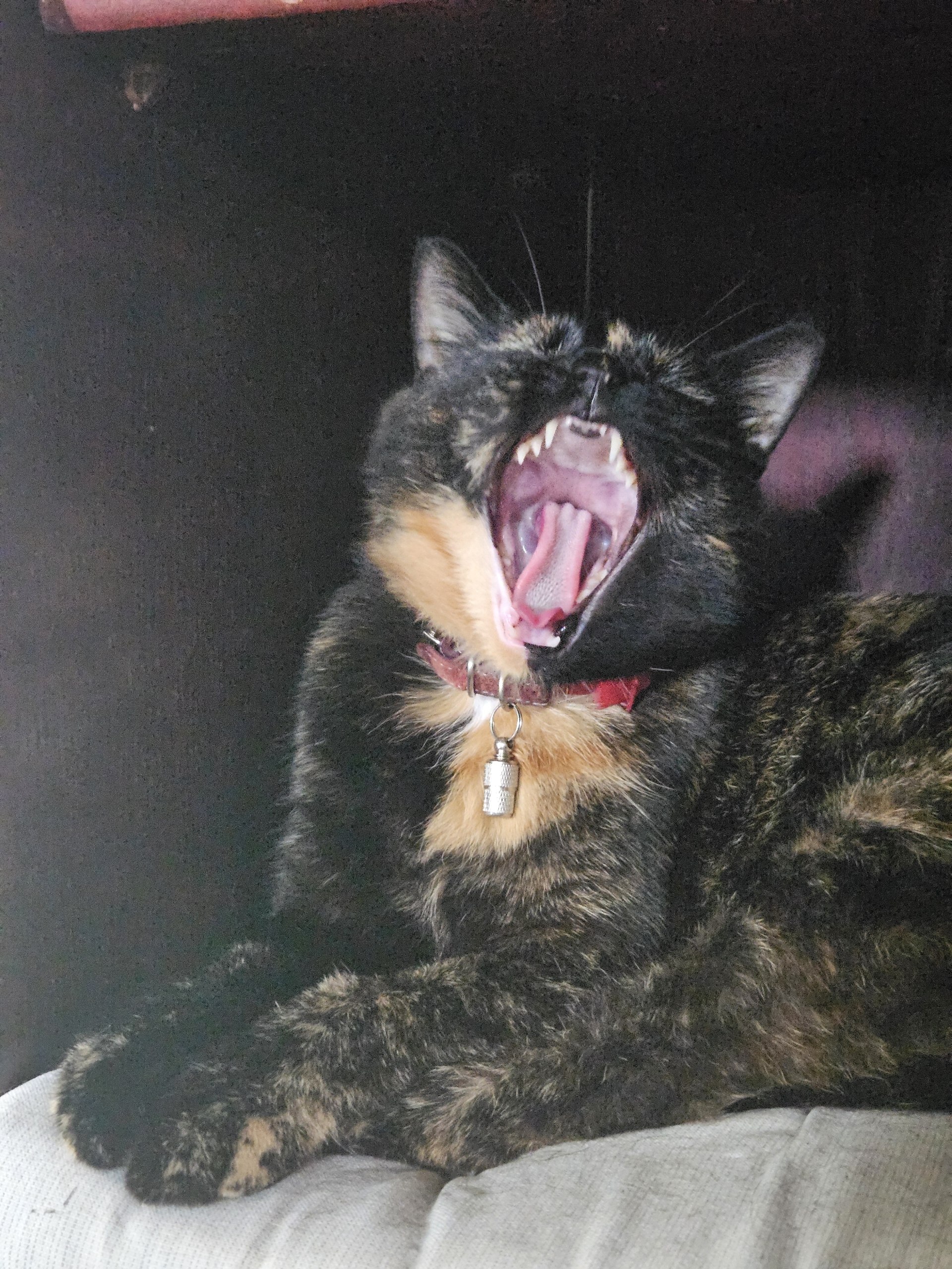 Фото: Малина нашла прохладное местечко в шкафу 😻